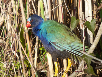 01 Anhinga trail - Gallinella d'acqua comune