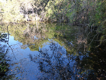 03 Anhinga trail - Palude nel Gumbo Limbo trail