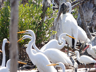 04 Verso Flamingo visitor center - Aironi bianco maggiore e cicogna americana