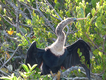 05 Shark valley loop road - Aninga