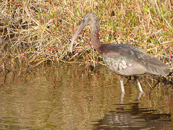 13 Merritt island national wildlife refuge - Black point wildlife drive - Mignattaio-Glossy ibis