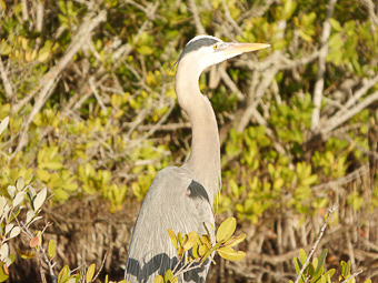 14 Merrit island National wildlife refuge - Black point wildlife drive - Airone azzurro maggiore